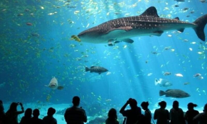 SEA LIFE FORUM AKVARYUM –MİNİATÜRK - PANORAMA1453