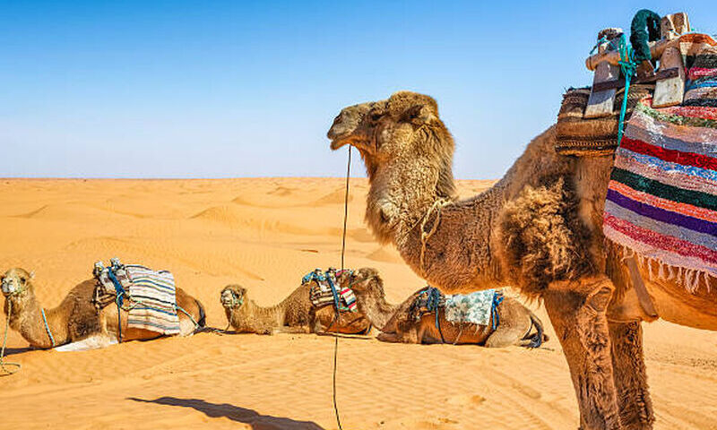 ELEGANT SAHRA ÇÖLÜ & TUNUS HAZİNELERİ TURU